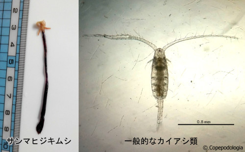 サンマヒジキムシ (Pennella sp.) にカイアシ類の要素はあるのか