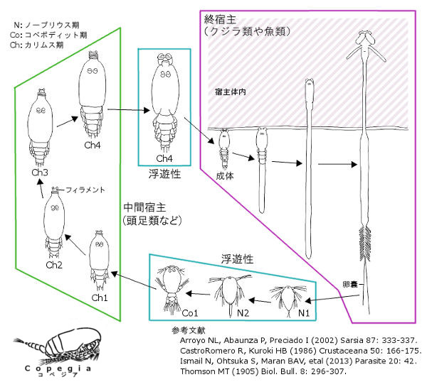 ヒジキムシの生活史