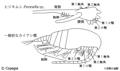 ヒジキムシ(Pennella sp.)と一般的なカイアシ類の体制の比較