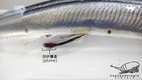 ヒジキムシ(Pennella sp.)の羽状構造(plume)
