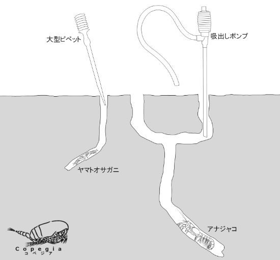 Hemicyclops gomsoensisの採集方法(Itoh and Nishida 2002を参考)