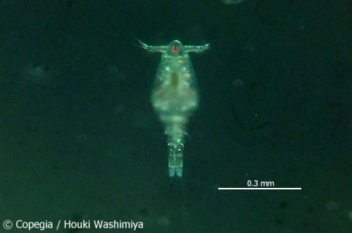 東京都荒川河口域から採集したサフィレラ型カイアシ類(H. gomsoensis CI期)