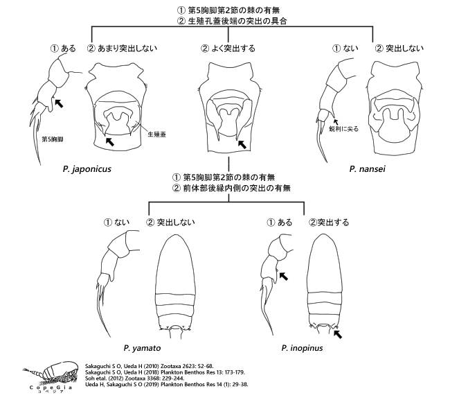 Pseudodiaptomus属の種までの検索方法