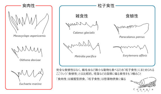 代表種7種の咀嚼歯の形状