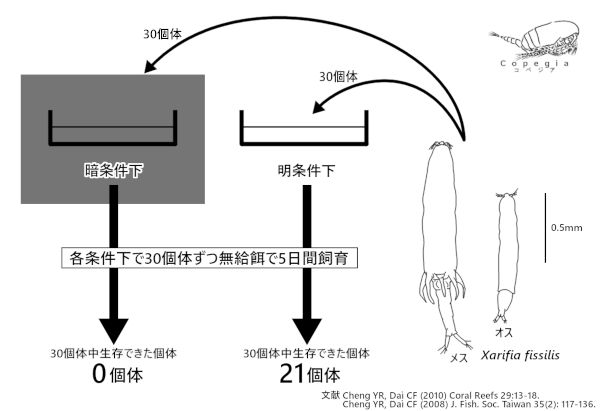 共生藻を利用して光合成をするカイアシ類