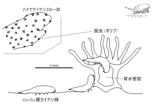 Xarifiaの侵入経路
