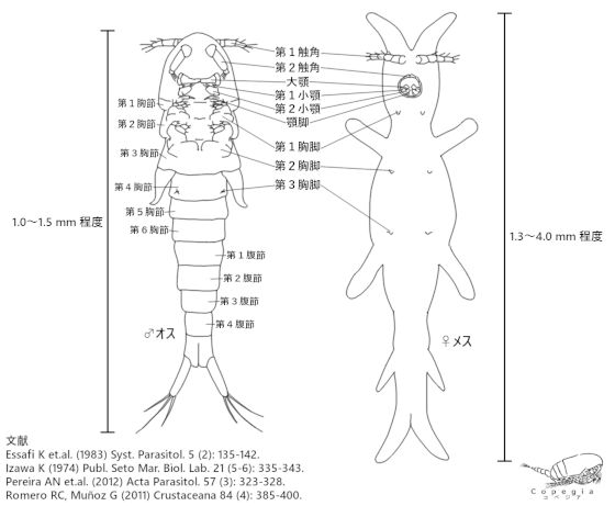 Colobomatus属の体制