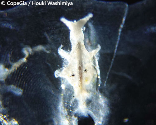 側線鱗に寄生するColobomatus属カイアシ類