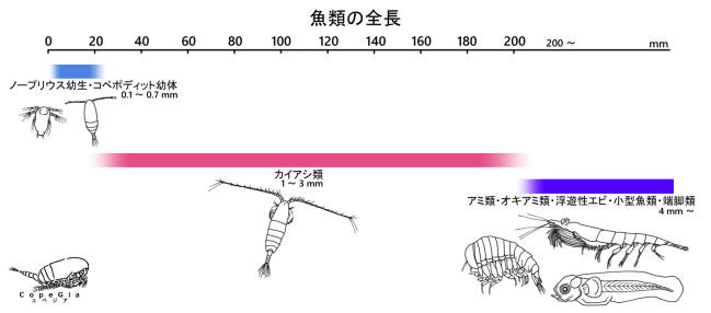 魚類全長による餌生物の選択