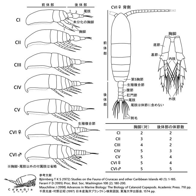 カラヌス目カイアシ類の成長段階ごとの体制