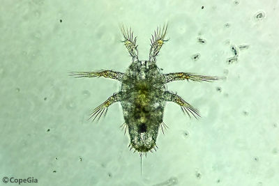 Calanus sinicus(Calanoida)ノープリウス幼生