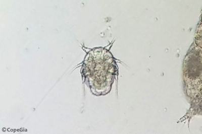 Epactophanes richardi(Harpacticoida)ノープリウス幼生