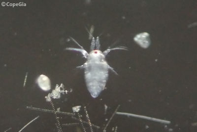 Oithona davisae(Cyclopoida)ノープリウス幼生