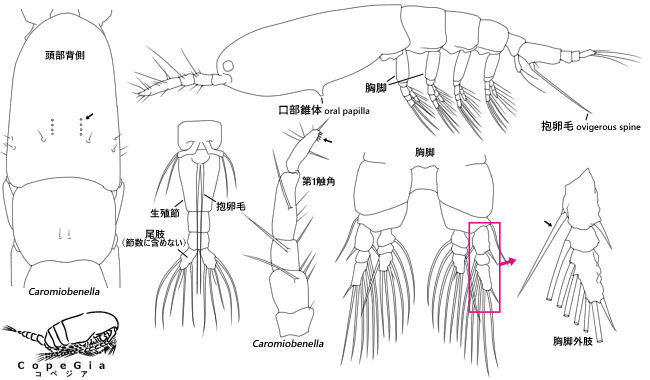 モンストリラの属までの検索に重要な形質の位置
