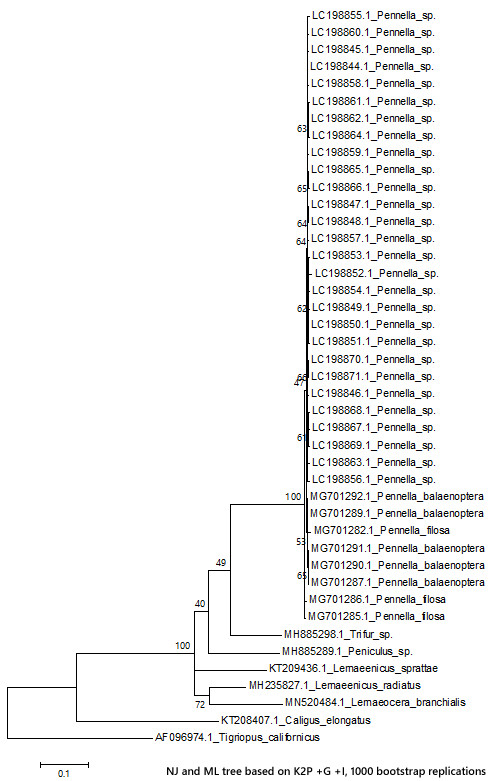 Pennella属3種の分子系統