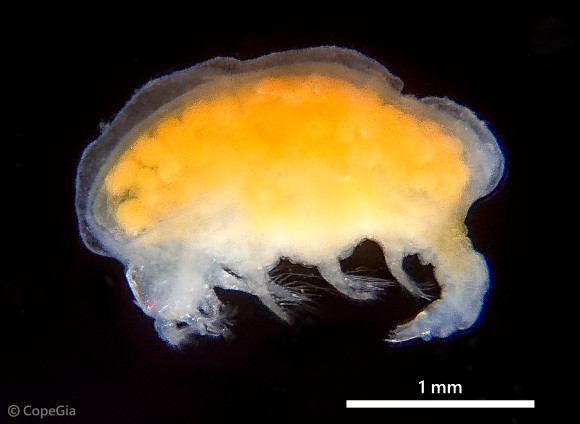 マボヤに寄生していたホヤノシラミ(Bonnierilla curvicaudata)