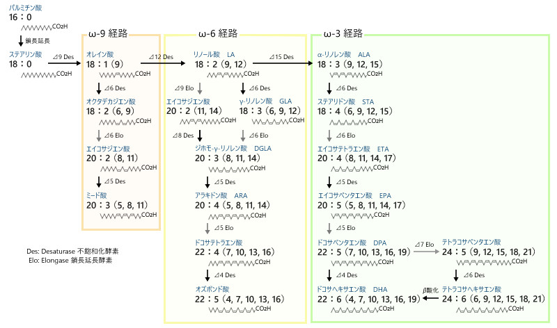 脂肪酸の合成経路