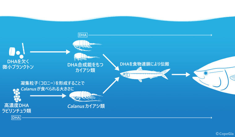 一部のカイアシ類はDHA合成能を有する その他のDHA獲得の方法