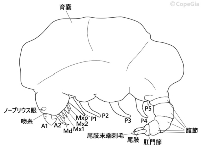 ホヤノシラミの基本体制