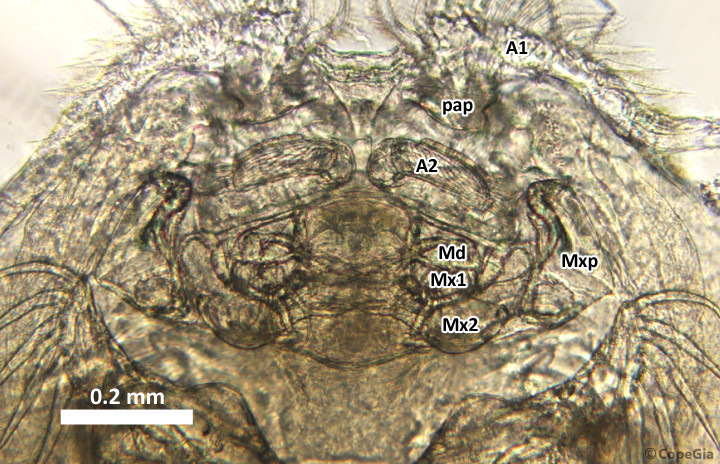 Bomolochidae(科)の口器