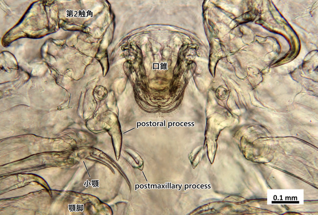 C. polycanthi 雌♀の口器付近